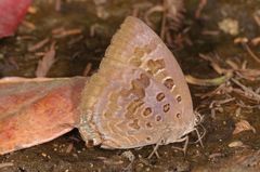 Arhopala amantes