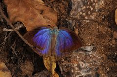 Arhopala amantes