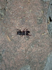 Lemidia accincta