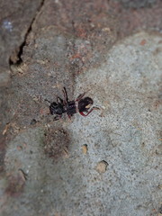 Lemidia accincta