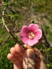 Anisodontea scabrosa
