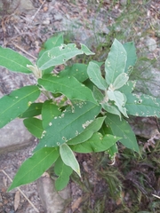 Astrotricha floccosa