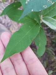 Astrotricha floccosa