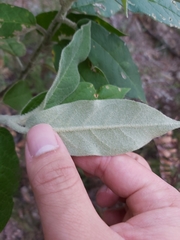 Astrotricha floccosa