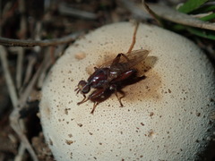 Tapeigaster nigricornis