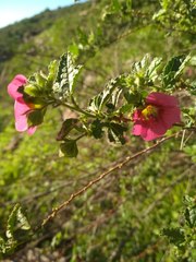 Anisodontea scabrosa