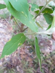 Astrotricha floccosa