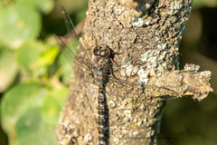 Aeshna canadensis