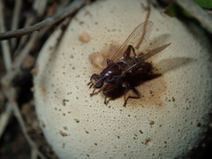 Tapeigaster nigricornis