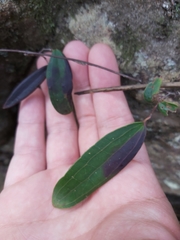 Smilax glyciphylla