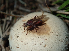 Tapeigaster nigricornis