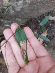 Smilax glyciphylla