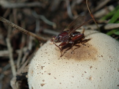 Tapeigaster nigricornis