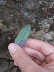 Smilax glyciphylla