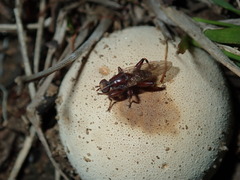 Tapeigaster nigricornis