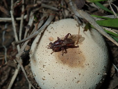 Tapeigaster nigricornis