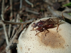 Tapeigaster nigricornis