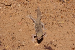 Rhynchoedura