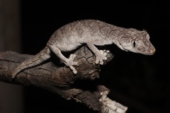 Strophurus krisalys