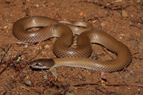 Photo of a Myal Snake (Suta suta)