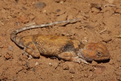 Tympanocryptis intima