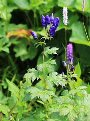 Aconitum sczukinii