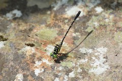 Stylogomphus tantulus