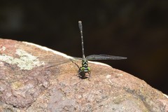 Stylogomphus tantulus