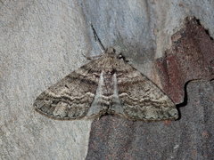 Syneora fractata