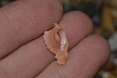 Chicoreus denudatus