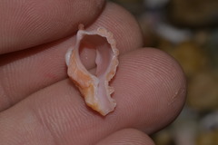 Chicoreus denudatus