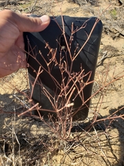 Eriogonum cernuum