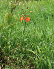 Lilium distichum