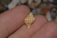 Cronia aurantiaca