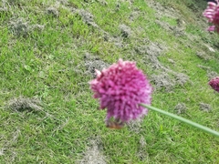 Allium sphaerocephalon