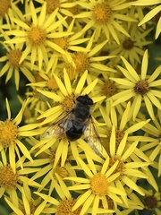 Eristalis tenax