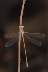 Lestes concinnus