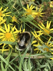 Bombus
