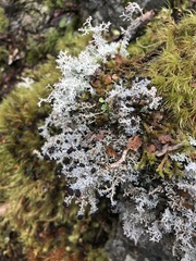 Stereocaulon colensoi