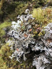 Stereocaulon colensoi