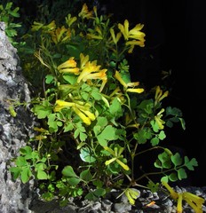 Pseudofumaria lutea