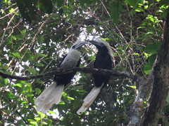 Berenicornis comatus