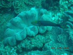 Thalassoma hebraicum