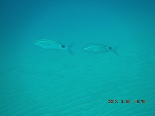 Parupeneus rubescens