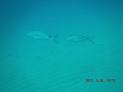 Parupeneus rubescens