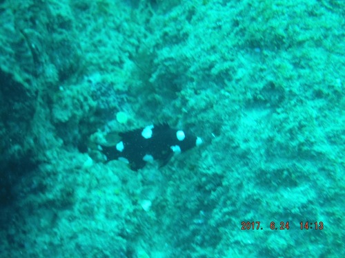 Bodianus axillaris