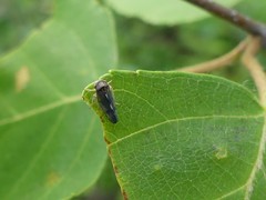 Oncopsis flavicollis