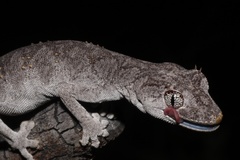 Strophurus krisalys
