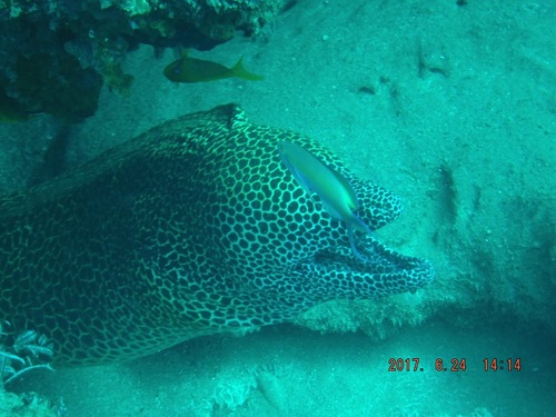 Gymnothorax favagineus