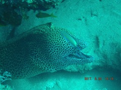 Gymnothorax favagineus